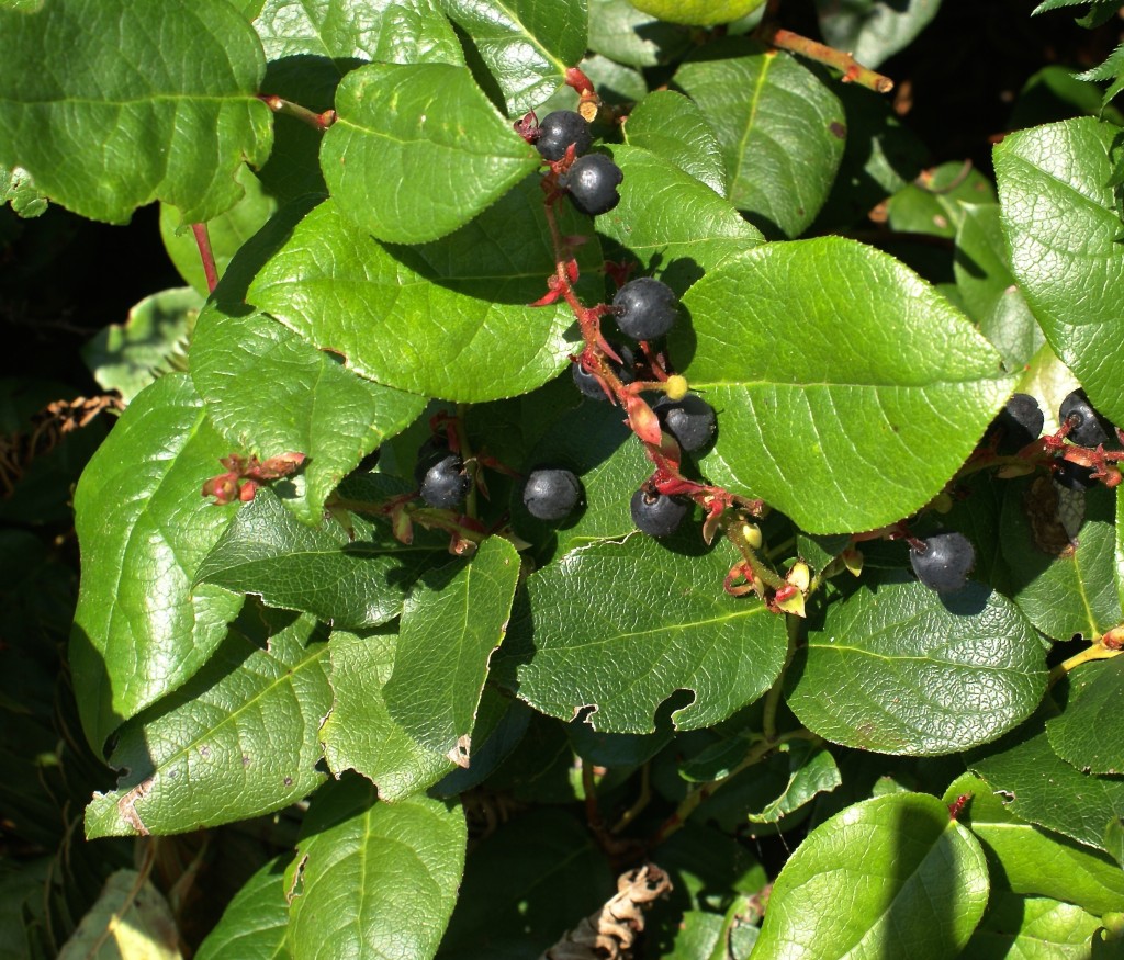 Salal berries in the summer sun