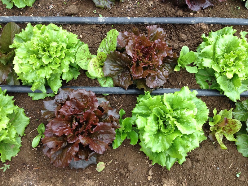 grow your own food in composted food scraps