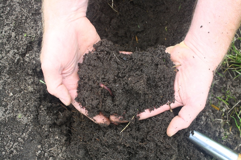 Rich compost made fro our food scrapes
