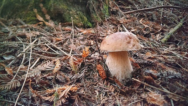 king bolete mushroom